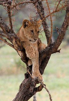 Lion Cub