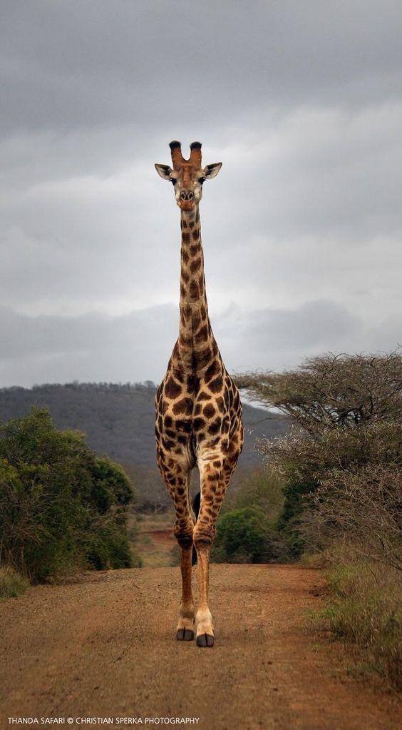 Girrafe Feeding