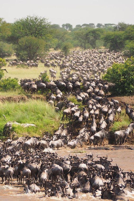 GREAT MIGRATION