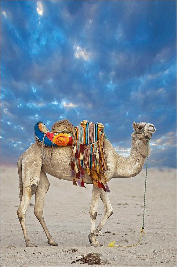 CAMEL RIDING