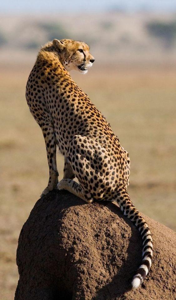 Cheetah