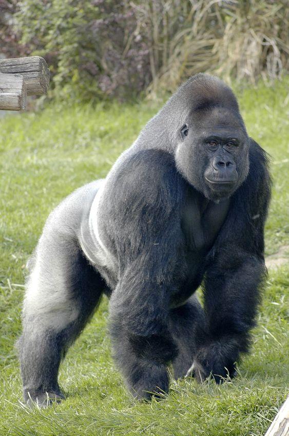 Gorilla trecking