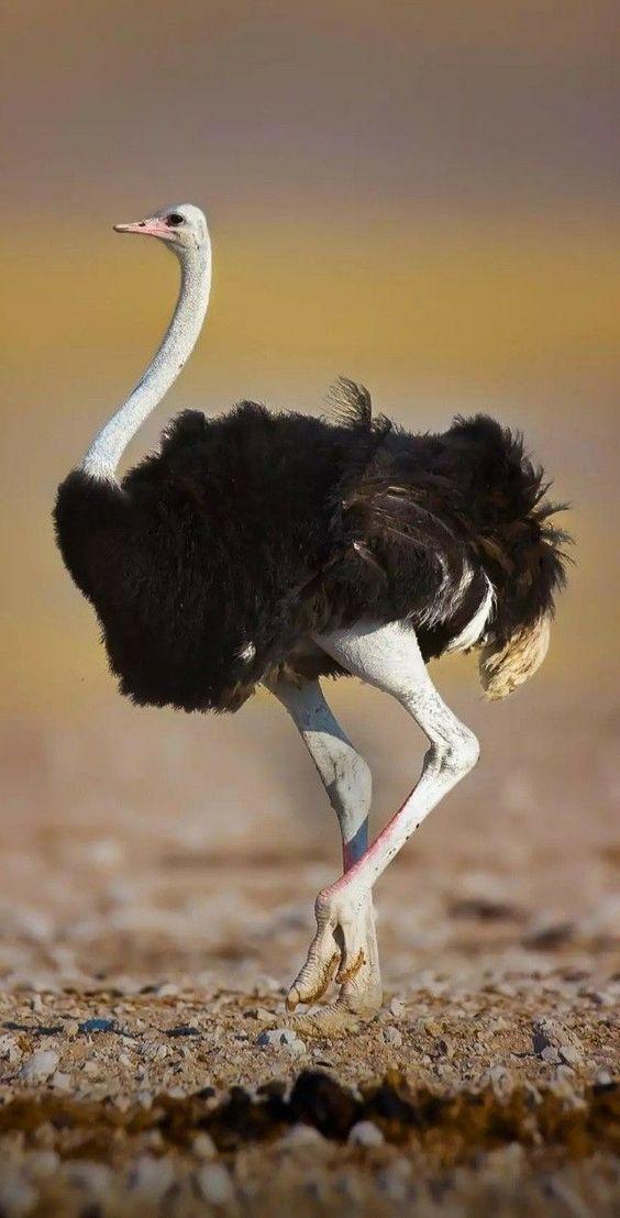 Ostrich