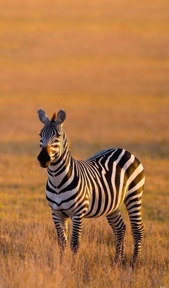 Zebra Watching