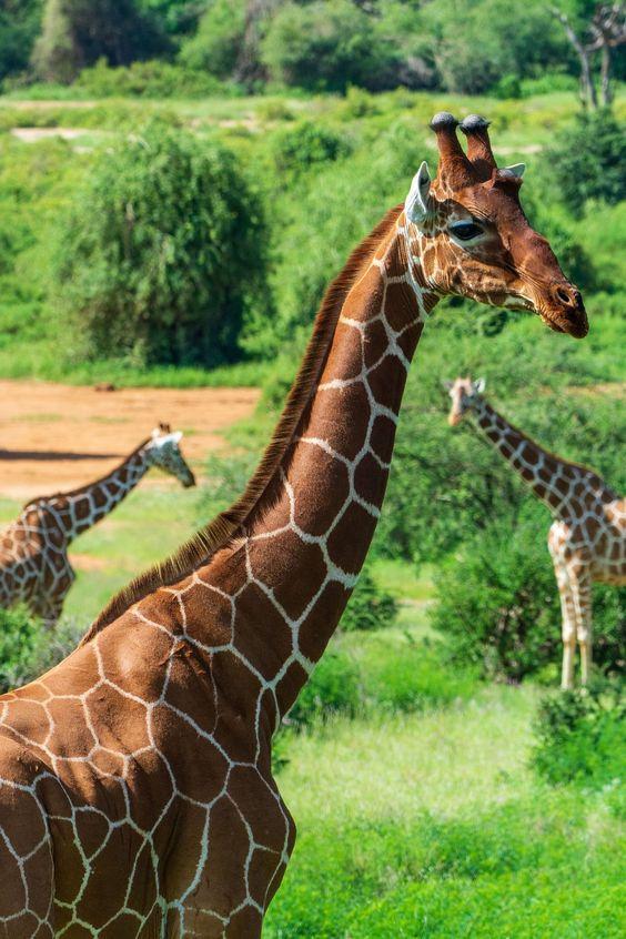 Giraffe  watching