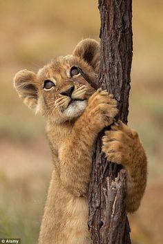 Lion Cub